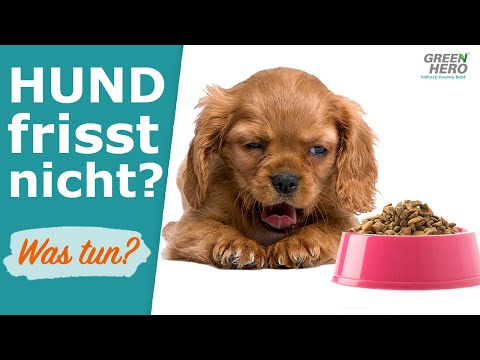 , title : 'Hund frisst nicht 😧 🐕 Was tun?'