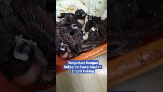 Download lagu Ini Contoh‼️Suara Anakan Emprit Peking #ternakburung #emprit mp3