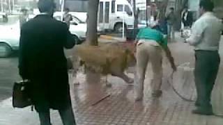 preview picture of video 'Washing Lion in Iran!'