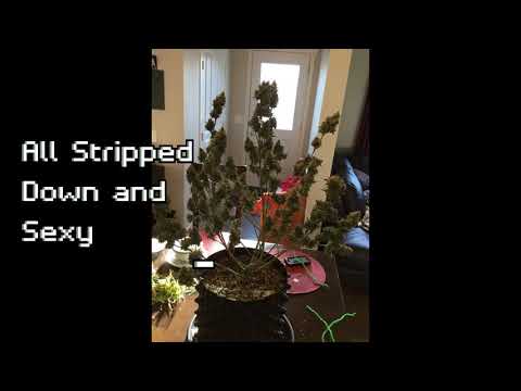 AK 47 Autoflower 66 Day Harvest (one of four plants)