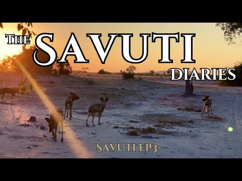 Epic Savuti Camping Adventure: Lions, Leopards, and Wild Dogs Up Close!