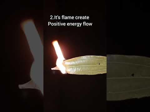 Burn a bay leaf and watch what happen/#shorts