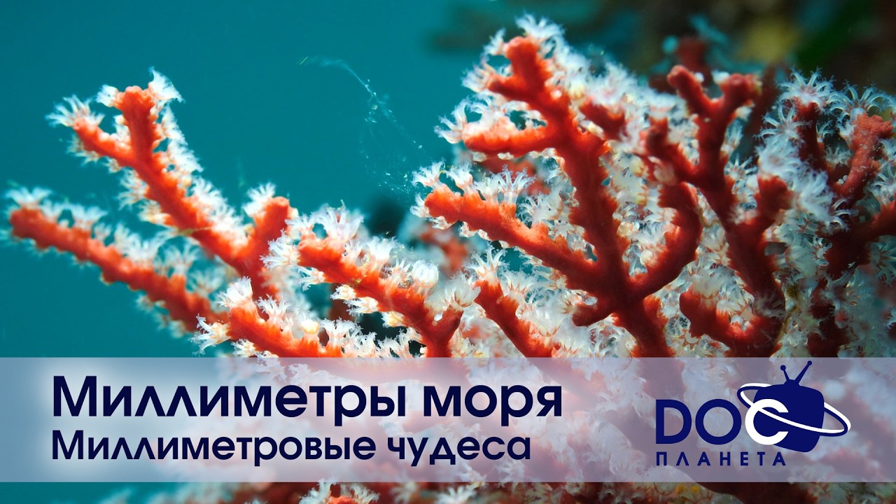 Миллиметры моря - Часть 1.Миллиметровые чудеса - Документальный фильм