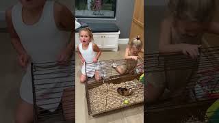 Download lagu Dad catches girls playing with a guinea pig  #shorts mp3