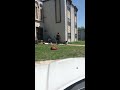 Pizza man pulls gun on customers