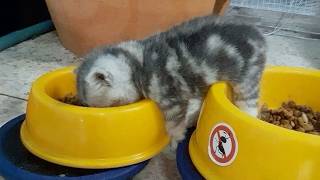 I Have No Words For These Lazy CATS! 😭