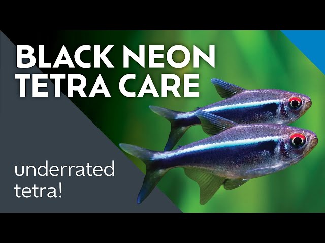 Judge.me YouTube video placeholder