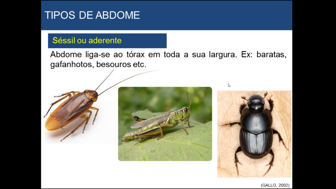 Morfologia externa dos insetos _ Abdome e Tegumento