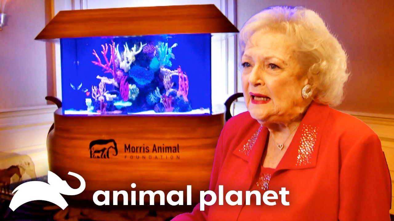 Wayde Makes a Tank for His Crush, Betty White! | Tanked | Animal Planet