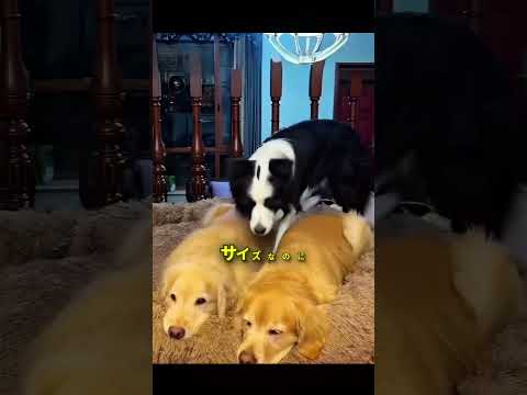 可愛さ限界の犬トリオ 🐶💖