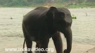 Baby jumbo enjoying a hearty splash