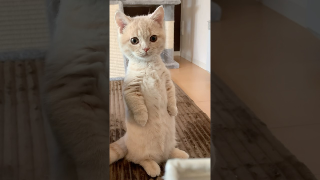 今日はむぎのうちの子記念日🎂6年前の今日、むぎを我が家にお迎えしました🙌#むぎあお #マンチカン #スコティッシュフォールド #cat #猫 #癒し