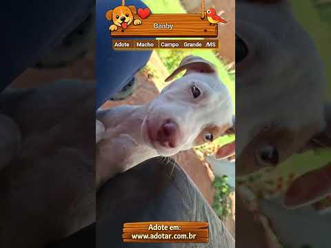 Vídeo de Banby