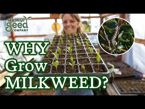 Is Your Milkweed Not Germinating? My Insights for Seed Starting, Cold Stratification & Care