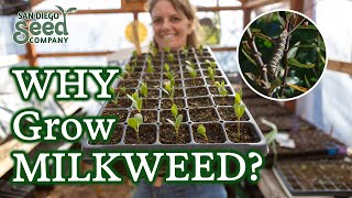 Is Your Milkweed Not Germinating? My Insights for Seed Starting, Cold Stratification &amp; Care