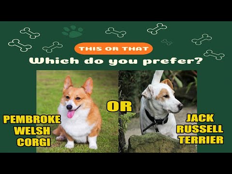 Pembroke Welsh Corgi OR Jack Russell Terrier: Which Is Better?