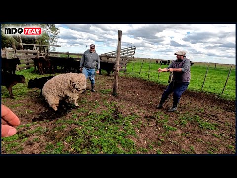 HAY MUCHO TRABAJO EN EL CAMPO Y MUCHO BARRO