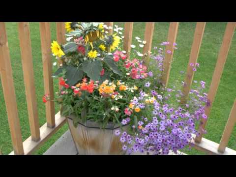 Flowers On Western Vacation