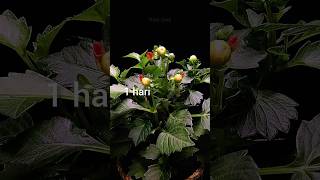 Download lagu tanaman bunga Dahlia mekar #timelapse #tanaman #bunga #bungadahlia mp3 Download lagu tanaman bunga Dahlia mekar #timelapse #tanaman #bunga #bungadahlia mp3