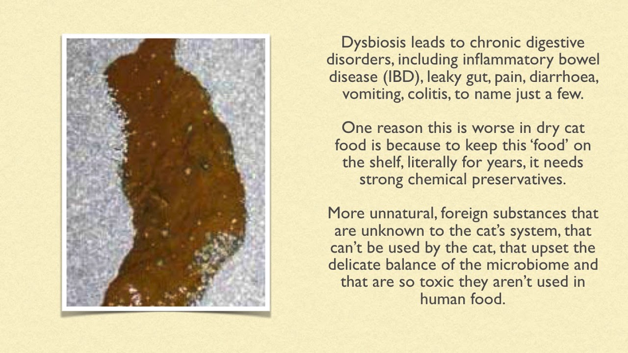 Good Quality Dry Cat Food - Reality or Fantasy