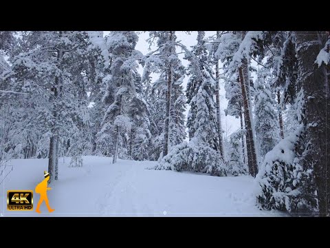 Snowy Forest Walk in Winter Wonderland 🌲 Ollilanlampi Finland