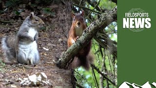How killing invasive grey squirrels boosts threatened reds