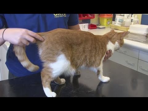 How To Treat Cat Bites