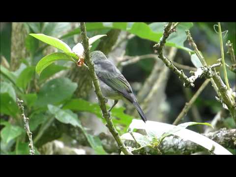 Golden-hooded Tanager