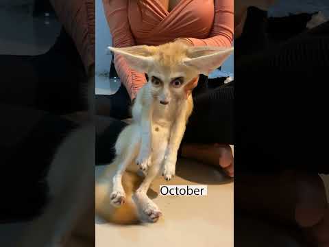 One year with a Fennec Fox! 🦊
