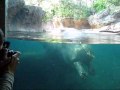 Hippo Poop Storm