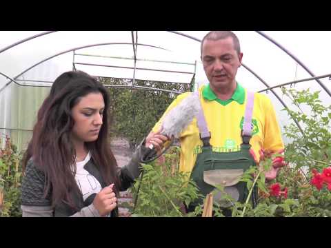 Gärtner Sönke - Folge 3: Campsis Madame Galen