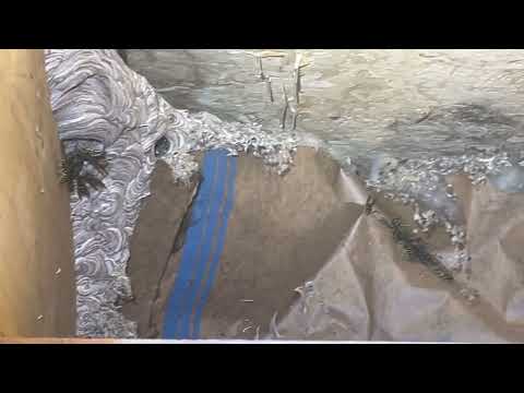 Yellow Jackets Hide Behind the Basement Drop...