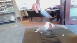 animale pescarus la cumparaturi