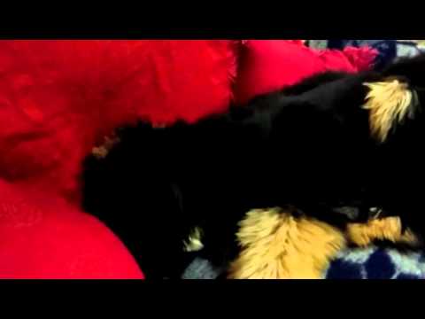 Cumpleaños de mi perro Abdulhamid