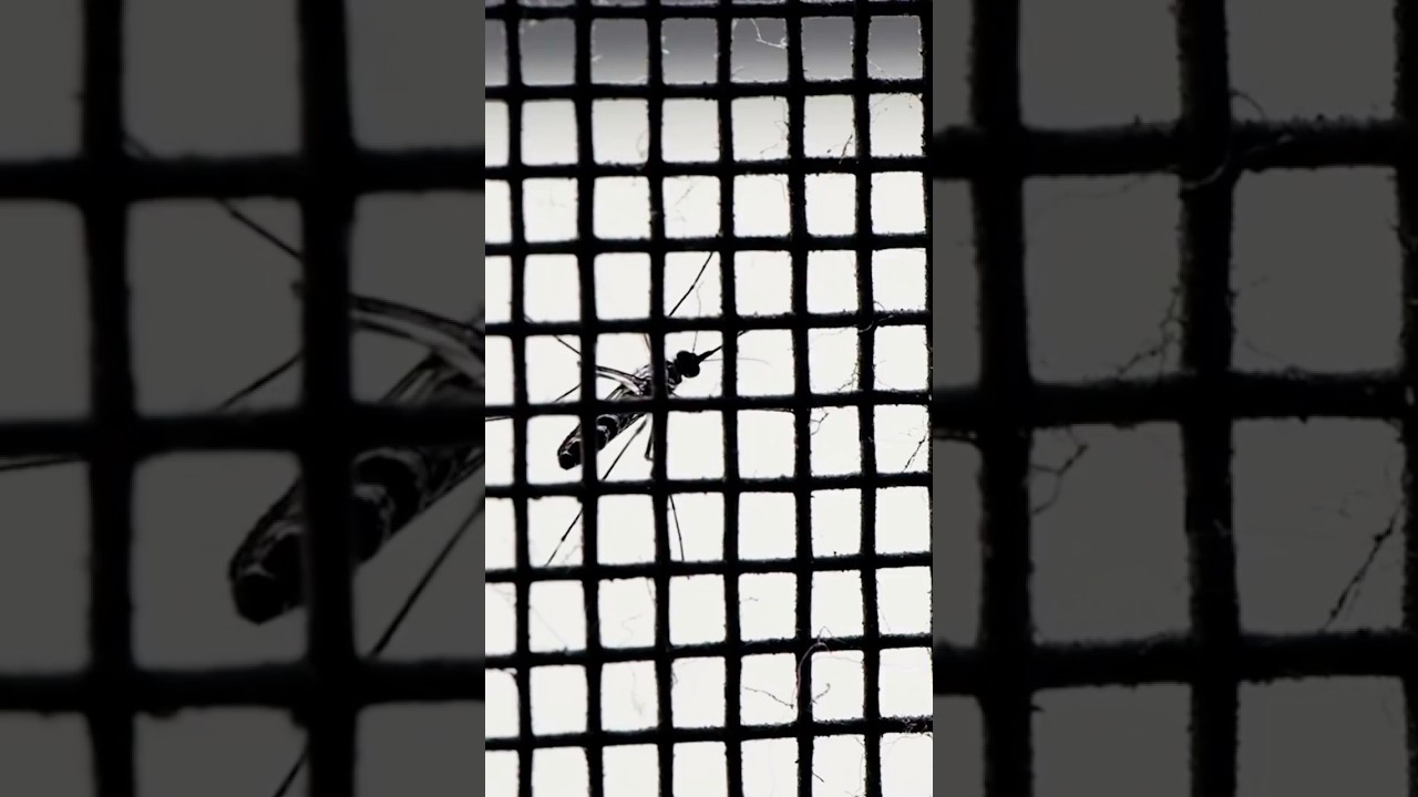 Perigo Invisível!⚠️ Escorpiões e Aranhas Estão Invadindo Casas! Como se Proteger?