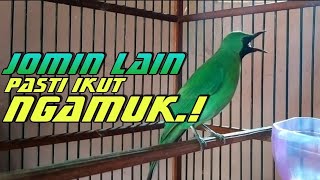 Download lagu Cucak Ijo Mini Gacor dor ngerol panjang ini Ampuh bikin ijo mini lain emosi mp3 Download lagu Cucak Ijo Mini Gacor dor ngerol panjang ini Ampuh bikin ijo mini lain emosi mp3