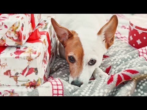 Thumbnail for 5 Tips on How to Prepare for Christmas | Christmas in July Wrap up by May 200