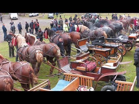 Târg expozițional de cai Valea Străjii - Bistrița Năsăud 26 Octombrie 2025 ep.1