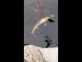Nile Monitor Swimming In Koi Pond