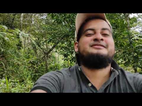Caminando de Barreta a San Roquito #Barreta #Ola #cordillera #montana #cocle #panamá 