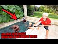 TERRIFYING A LITTLE FATHER S LEGS WERE EATEN BY A SUPE VIOLENT MONSTER FISH IN THE POND