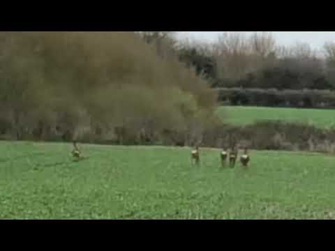 Can you stop a dog from chasing deer or livestock with a recall? Jamie Penrith. The shocking reality