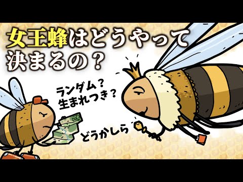 ベスペラス・ストレペンス © Entomart.ins.