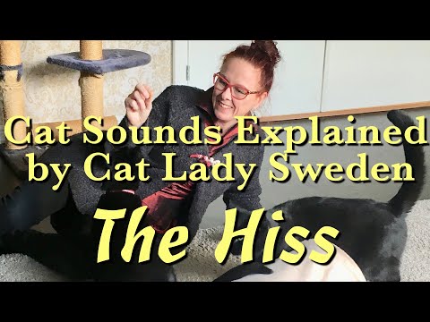 Cat Sounds Explained: The Hiss