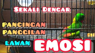 Download lagu TERBAIK, PANGGILAN SERINDIT GACOR INI BIKIN EMOSI LAWAN NAIK DARAH. mp3