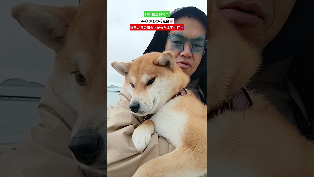 #瀬戸内海　#イタリアーノひらお　#平生町　#山口県平生町　#熊毛郡平生町　#オリーブ　#愛犬　#柴犬　　#毎日投稿　#丸山海浜パーク