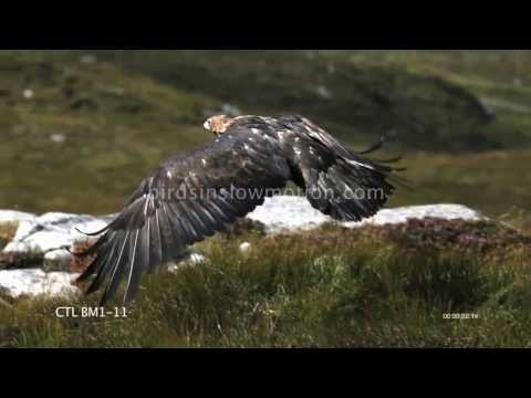 Golden Eagle Slow Motion in Flight Mountain shot on Phantom HD Gold - 5 Shots