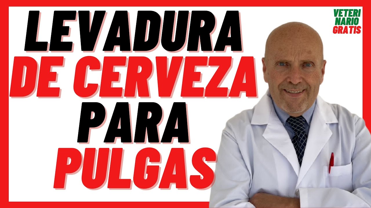 🟢 Beneficios de la Levadura de Cerveza 🟢 como Repelente Natural Casero para PULGAS en PERROS 🟢