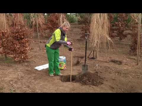 Jak zasadit ovocný stromek