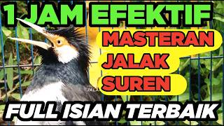 Download lagu Jalak Suren Di Alam Liar Memanggil Jantan Gacor Full Isian Suara Unik Kreasi mantap mp3